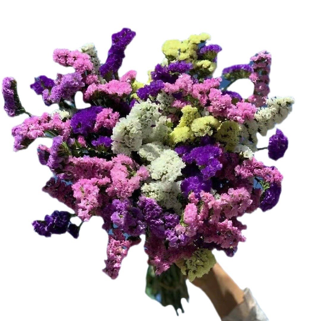 Preserved Flower Bouquet Myosotis Sylvatica Flowers Living Room Decoration Diy Material Dried Flowers For Home Decoration