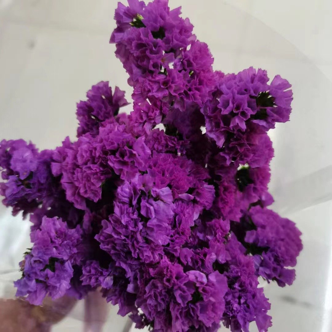 Preserved Flower Bouquet Myosotis Sylvatica Flowers Living Room Decoration Diy Material Dried Flowers For Home Decoration