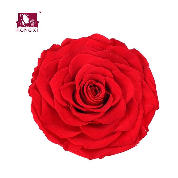 BX-3 wholesale flowers rose eternal in box flower heads real touch forever long lasting decorative flowers preserved rose roses