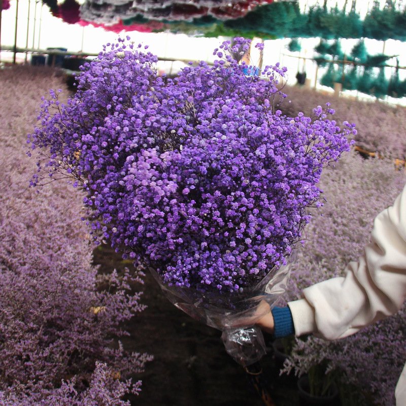Factory Direct Home Decoration Dried Grass Preserved Rice Flower Babys Breath
