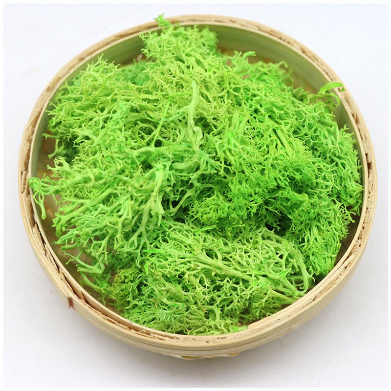 BLH 10g High Quality Preserved Moss Green Natural Moss For Indoor Wall Decoration
