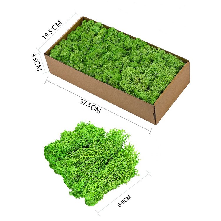 Eternal moss preserved long lasting forever moss