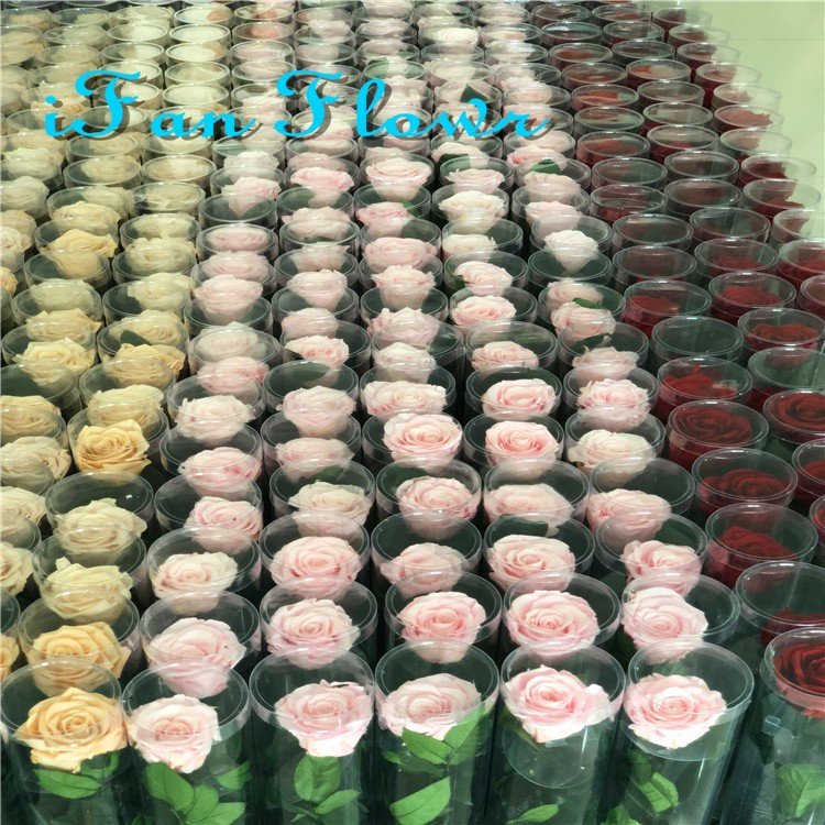 Japan rose real eternal rose DIY preserved rose flower with stems