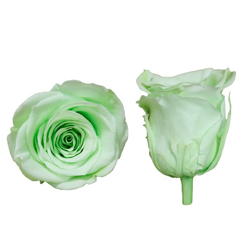 Grade A Preserved Rose Head 5-6cm cm Red Forever Eternal Forever Flowers and Plants Preserved Roses for Valentine Decoration