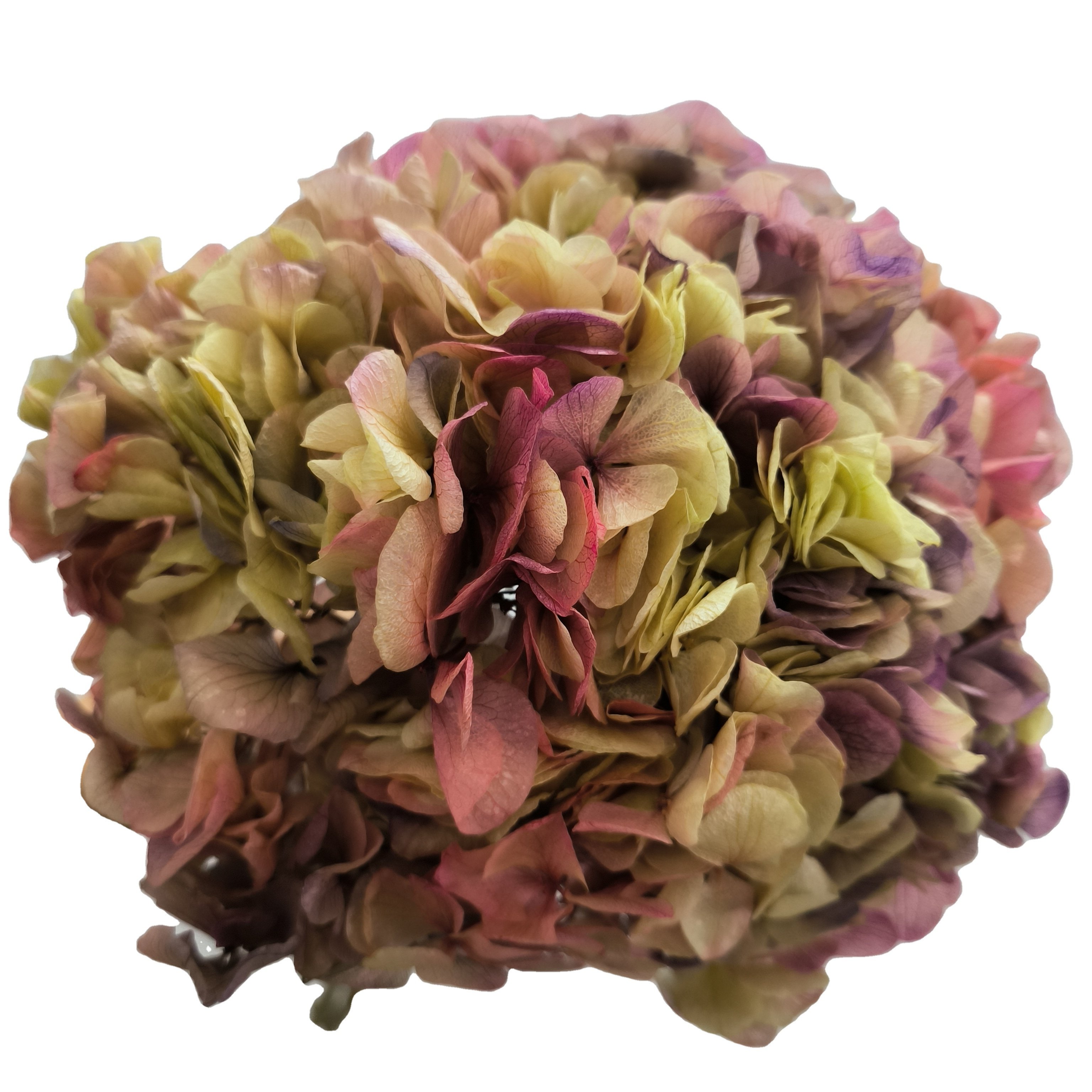 wholesale high quality hydrangea flowers large pink and purple hydrangeas bunch dried preserved hydrangea decor with long stem