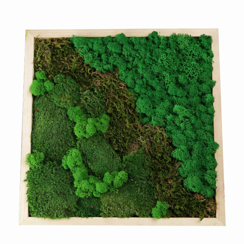 High Quality Preserved Moss Moss Wall Art Indoor And Outdoor Moss For Home And Office Decoration