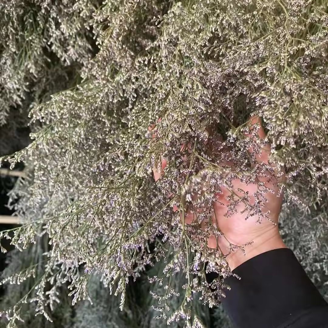 Preserved Limonium Lover's Grass for Household Flower Arranging Office & Party Decoration Wedding Occasions