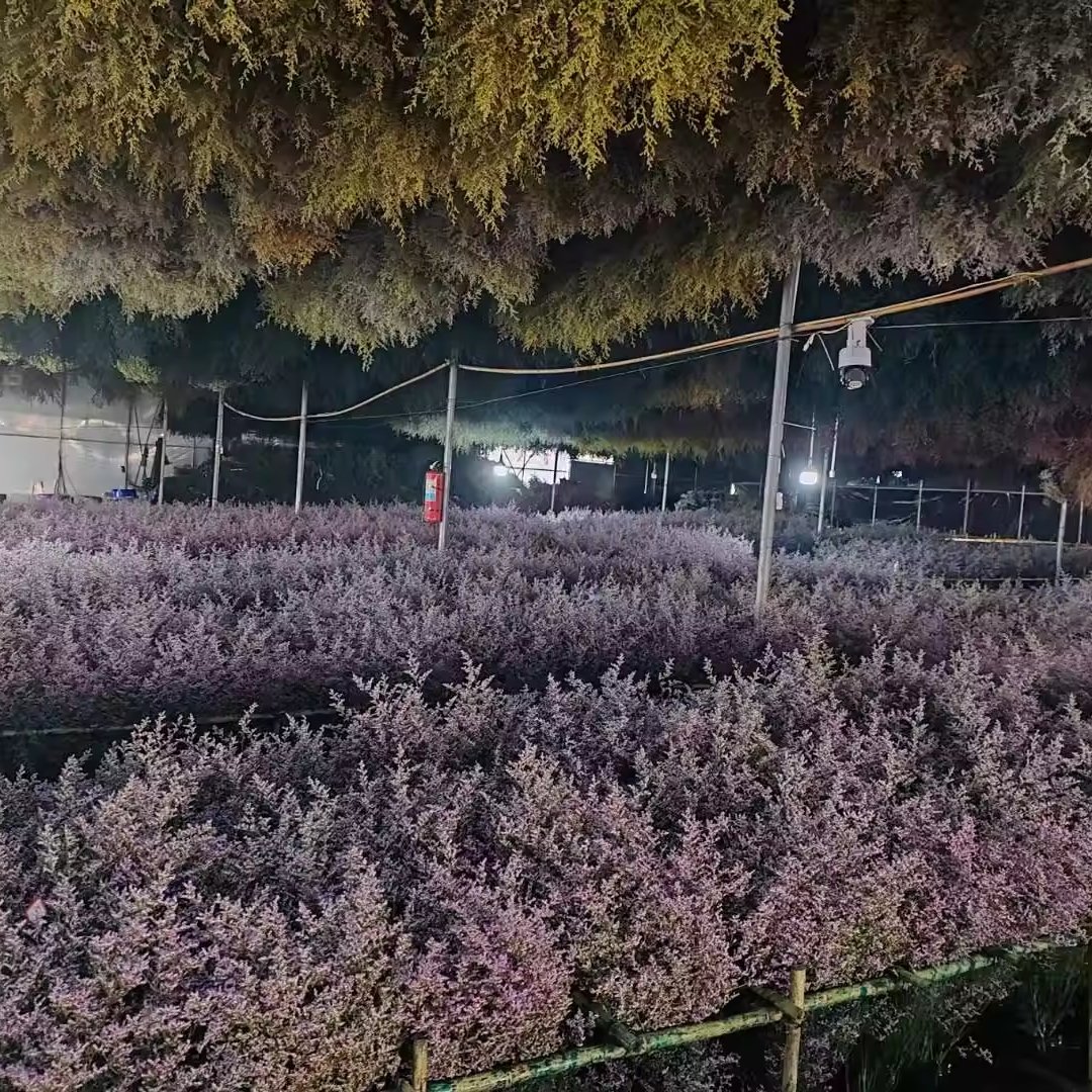 Preserved Limonium Lover's Grass for Household Flower Arranging Office & Party Decoration Wedding Occasions