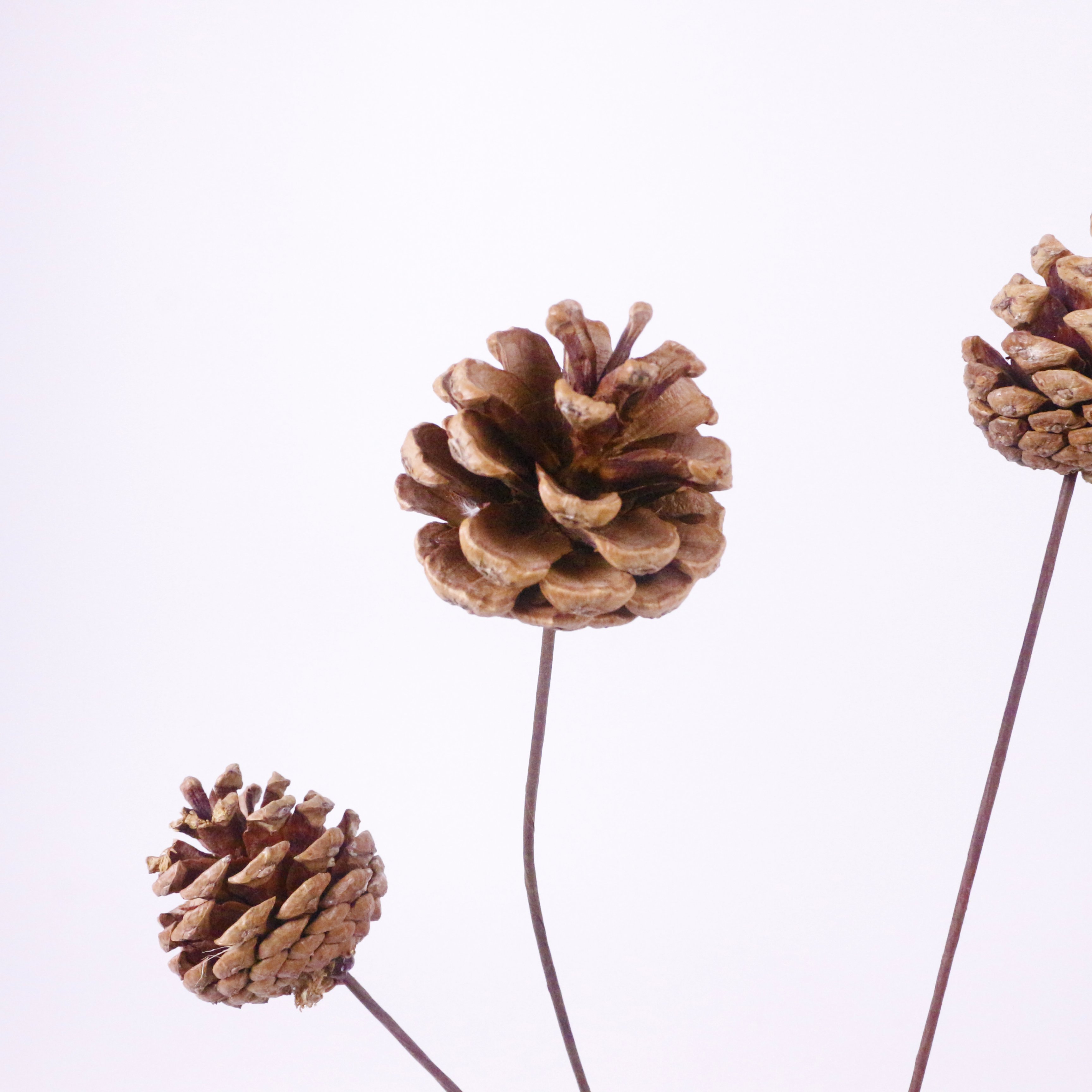 Brown pine cones with rods - dried flower plant fruits - Christmas natural pine cone ornaments for home decoration