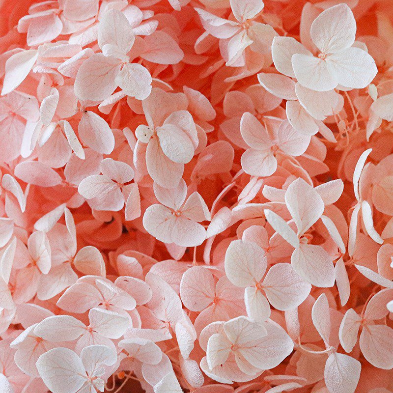 Factory Direct Wholesale Real Touch Immortal Hydrangea Dried Flowers Anna Hydrangea Home Wedding Flower Vase Decor Preserved