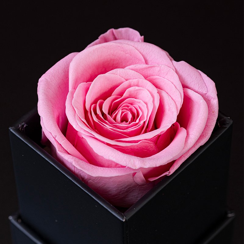1 Pcs Preserved Fresh Roses Long Lasting Square Box Flower Arrangements for Halloween and Thanksgiving Occasions