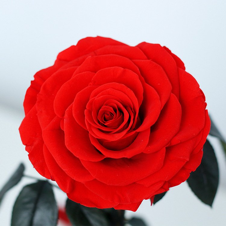 Christmas creative gift high quality glass domes immortal beauty and the beast eternal rose preserved flower