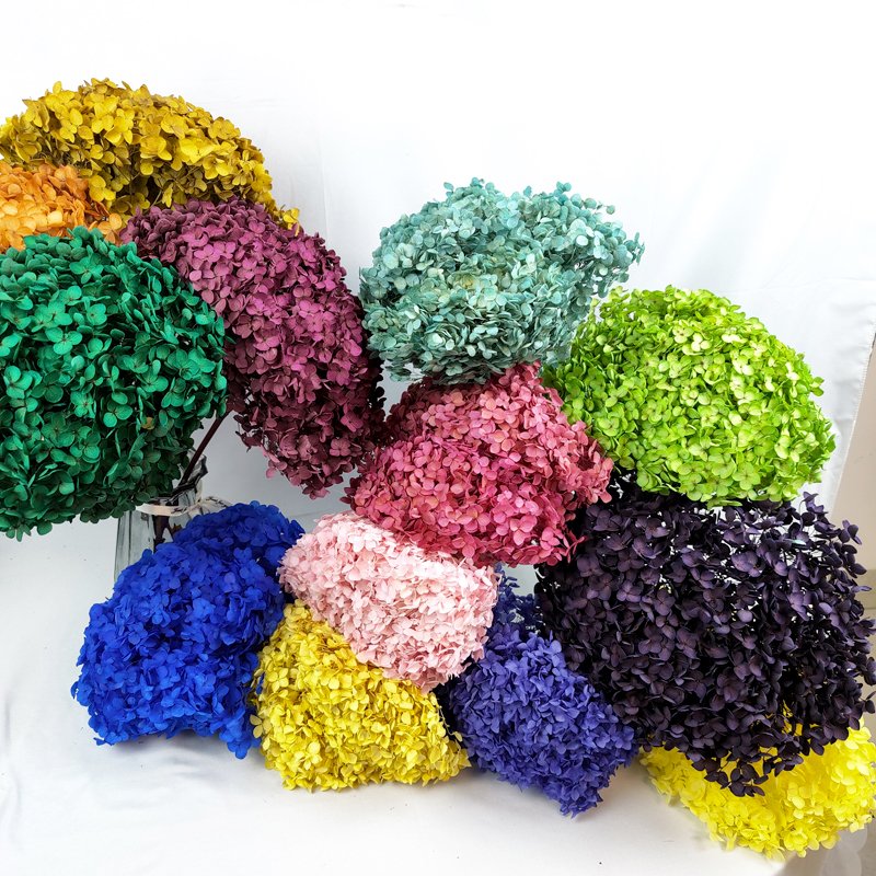 Anna Hydrangeas Wedding Floral Home Decor Large Size Preserved Flowers Real Touch Autumn Colors Eternal Hortensia Hydrangea