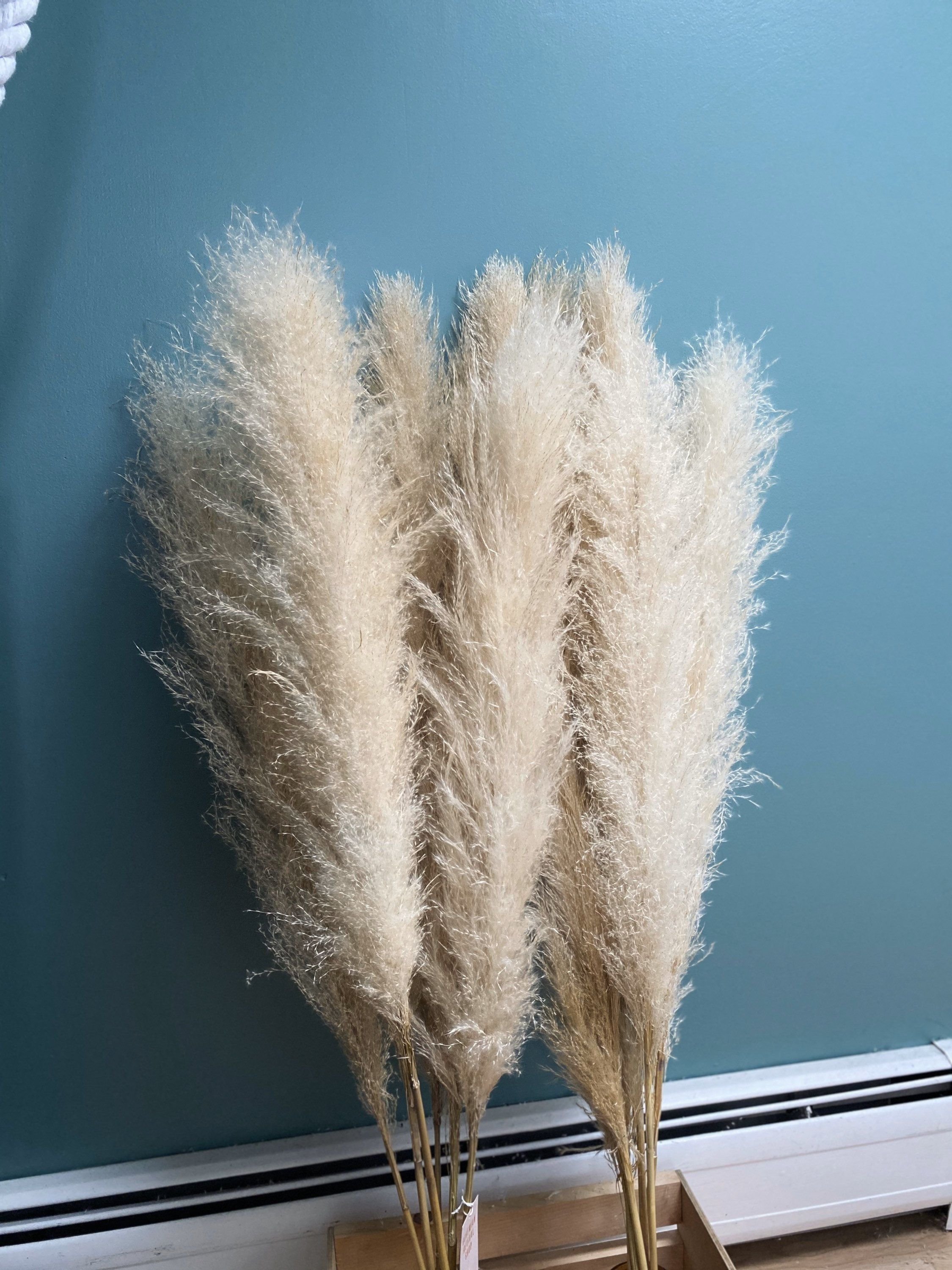 Real Pampas Grass Yunnan HOT Sell 2021 Yunnan Beige Fluffy Large pampas Grass For Home Decoration Preserved Flower