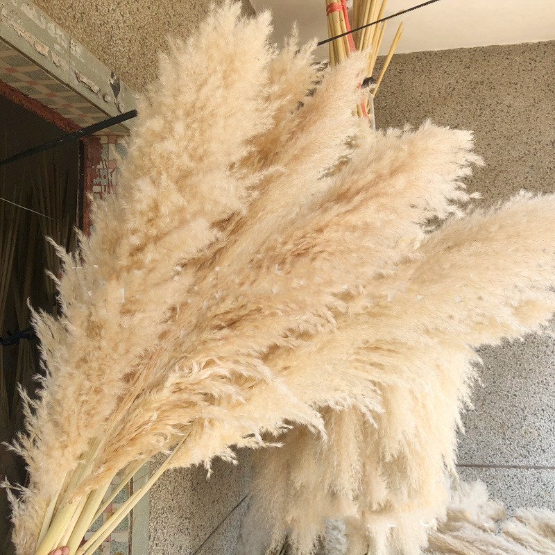 Real Pampas Grass Yunnan HOT Sell 2021 Yunnan Beige Fluffy Large pampas Grass For Home Decoration Preserved Flower