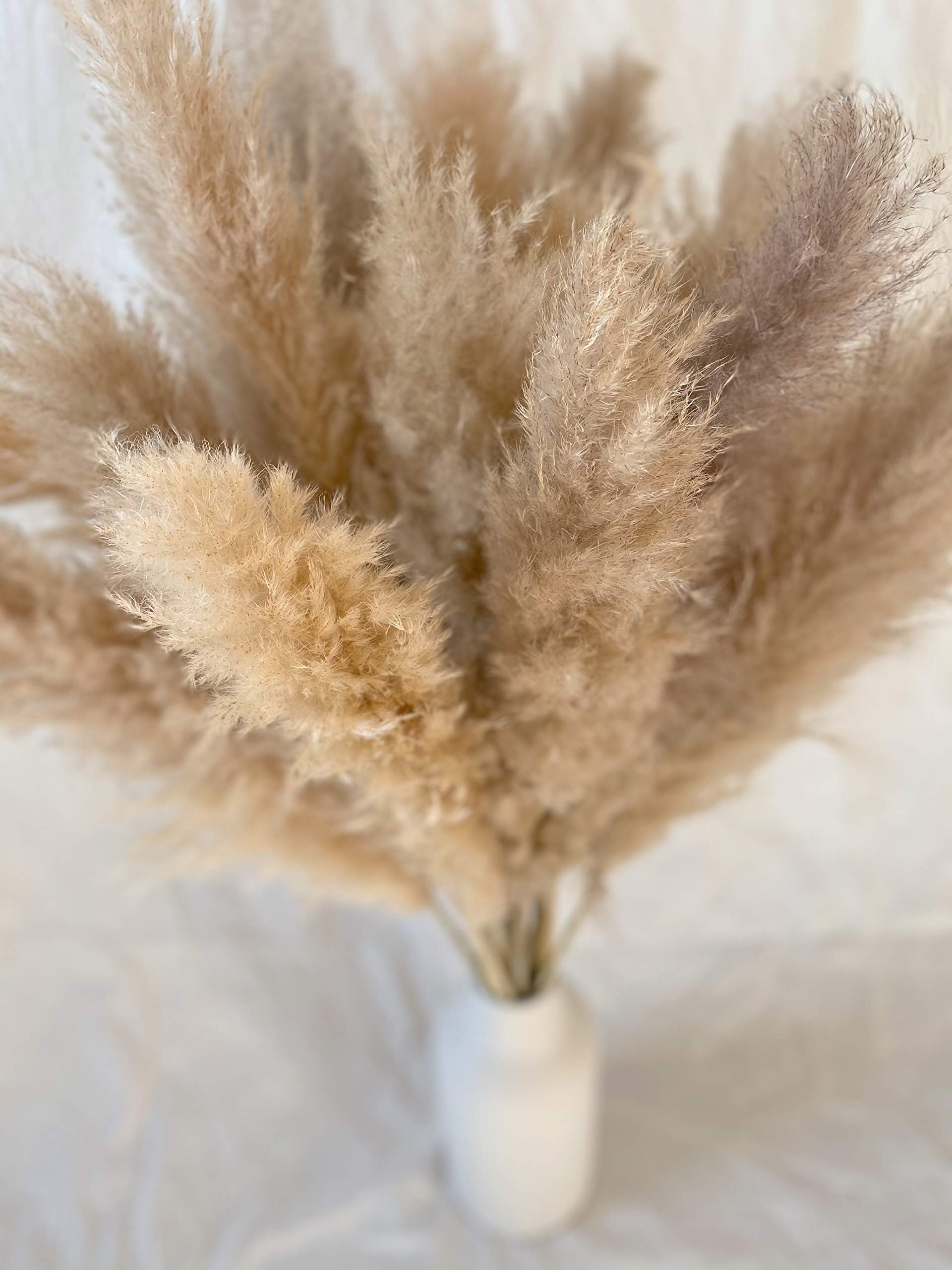 Real Pampas Grass Yunnan HOT Sell 2021 Yunnan Beige Fluffy Large pampas Grass For Home Decoration Preserved Flower