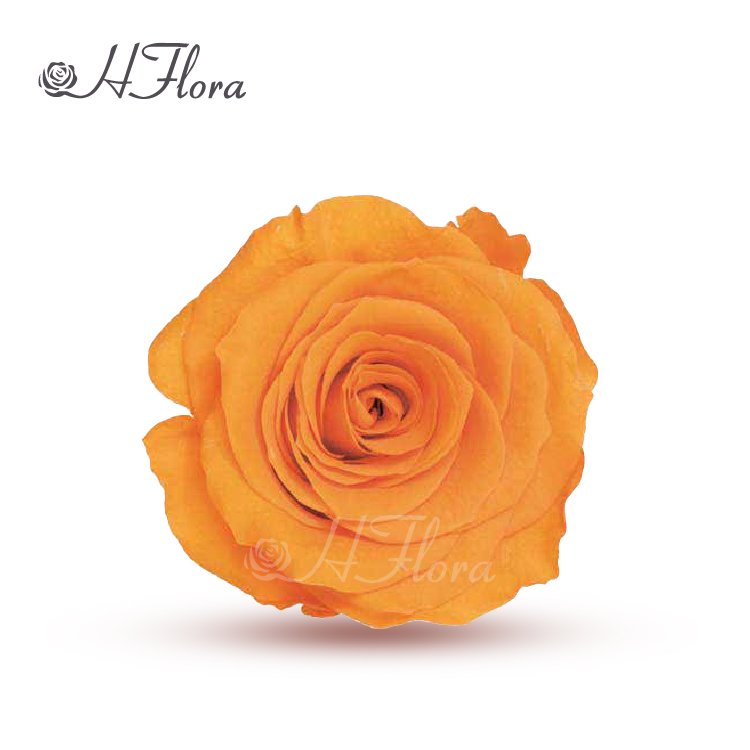 Fashion Attractive Design 6 Heads Rose Preserved Rose Bud 5~6 cm for Christmas Valentines Gift