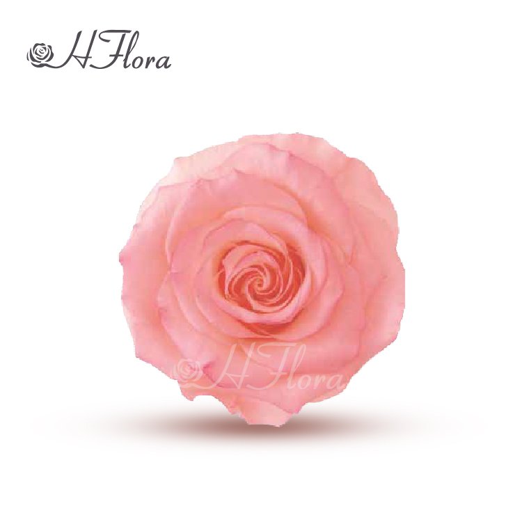 Fashion Attractive Design 6 Heads Rose Preserved Rose Bud 5~6 cm for Christmas Valentines Gift