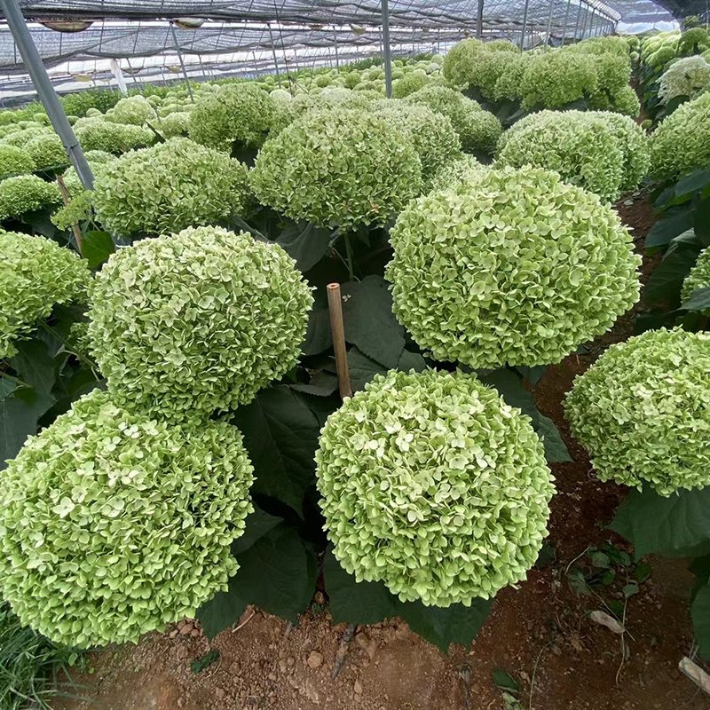 Wholesale Preserved Flowers Pink Hydrangea Home Decor Anna Humata Tyermanni Wedding Decoration Dried Flower White Red hydrangea