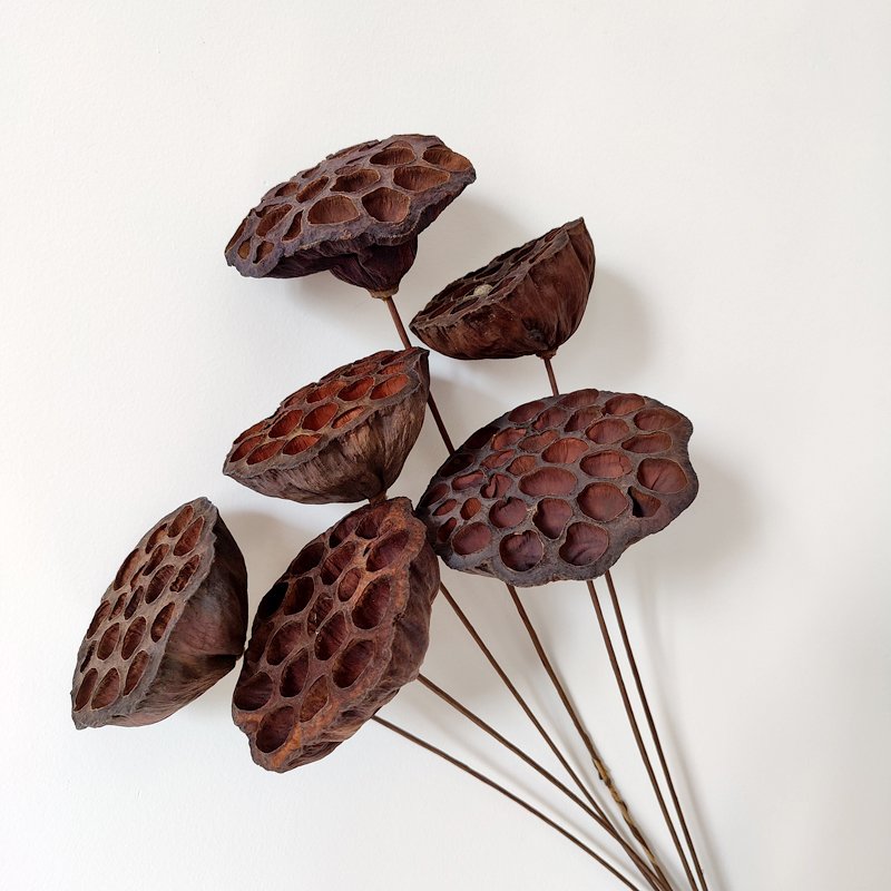 Dried Flowers Lotus Wedding Decor Floral Preserved Florist Brown Flower Large Natural Dried Lotus Pod Stems Dry Lotus Pod Seeds