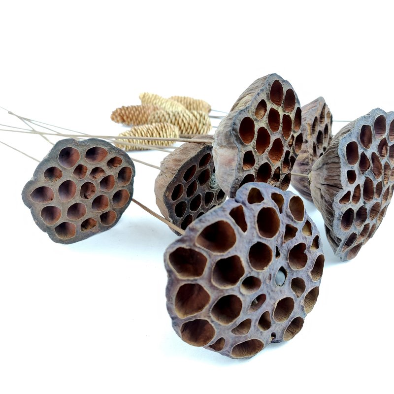 Dried Flowers Lotus Wedding Decor Floral Preserved Florist Brown Flower Large Natural Dried Lotus Pod Stems Dry Lotus Pod Seeds