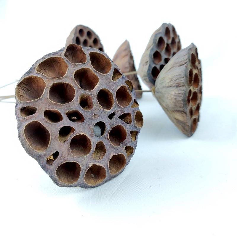 Dried Flowers Lotus Wedding Decor Floral Preserved Florist Brown Flower Large Natural Dried Lotus Pod Stems Dry Lotus Pod Seeds