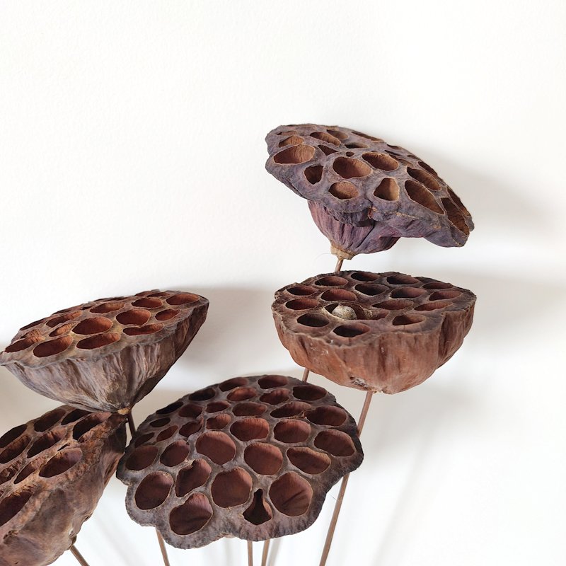 Dried Flowers Lotus Wedding Decor Floral Preserved Florist Brown Flower Large Natural Dried Lotus Pod Stems Dry Lotus Pod Seeds