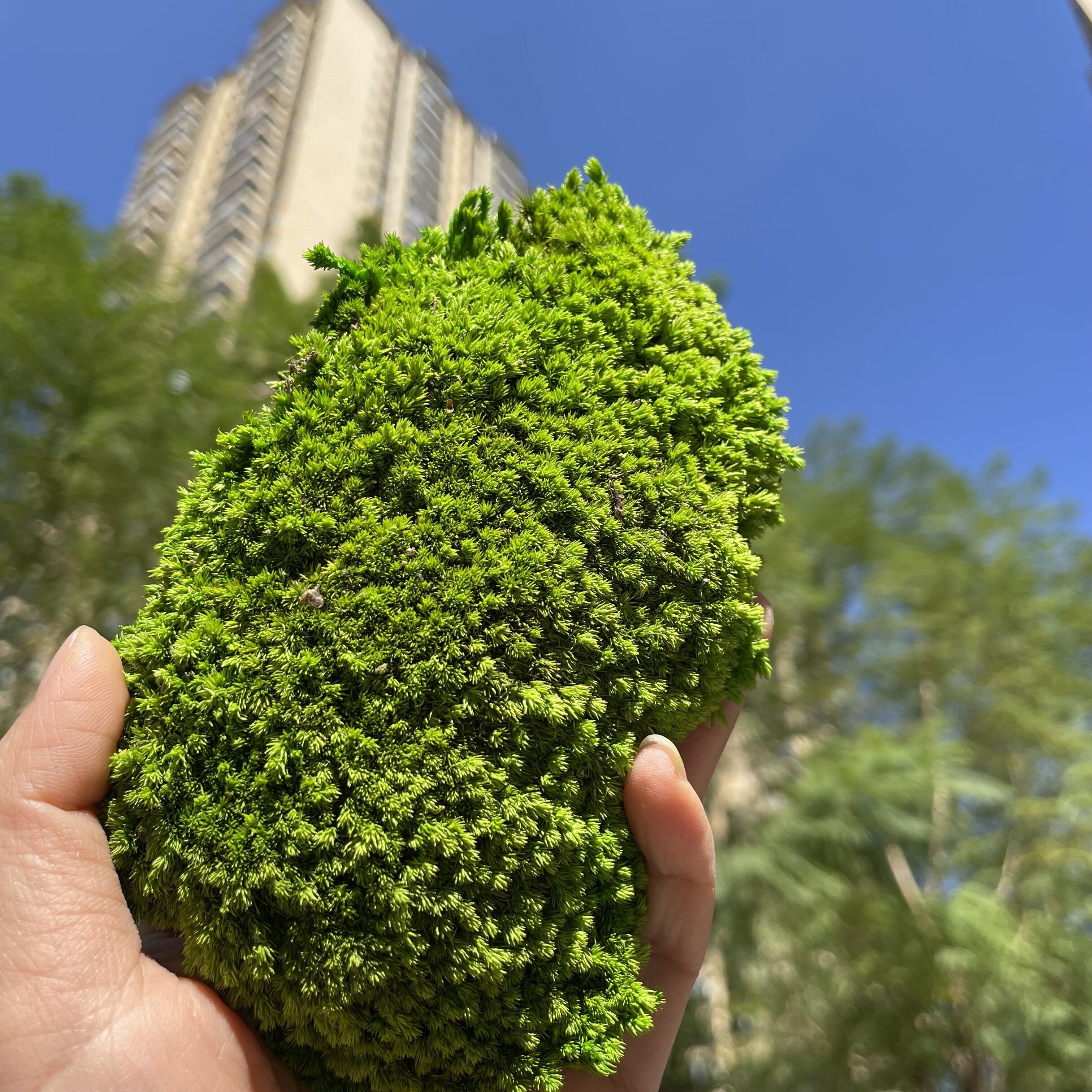 Eco-friendly Pillow Bun Cushion 3D Real Natural Green stabilized preserved pole moss for terrariums gardening art wall decor