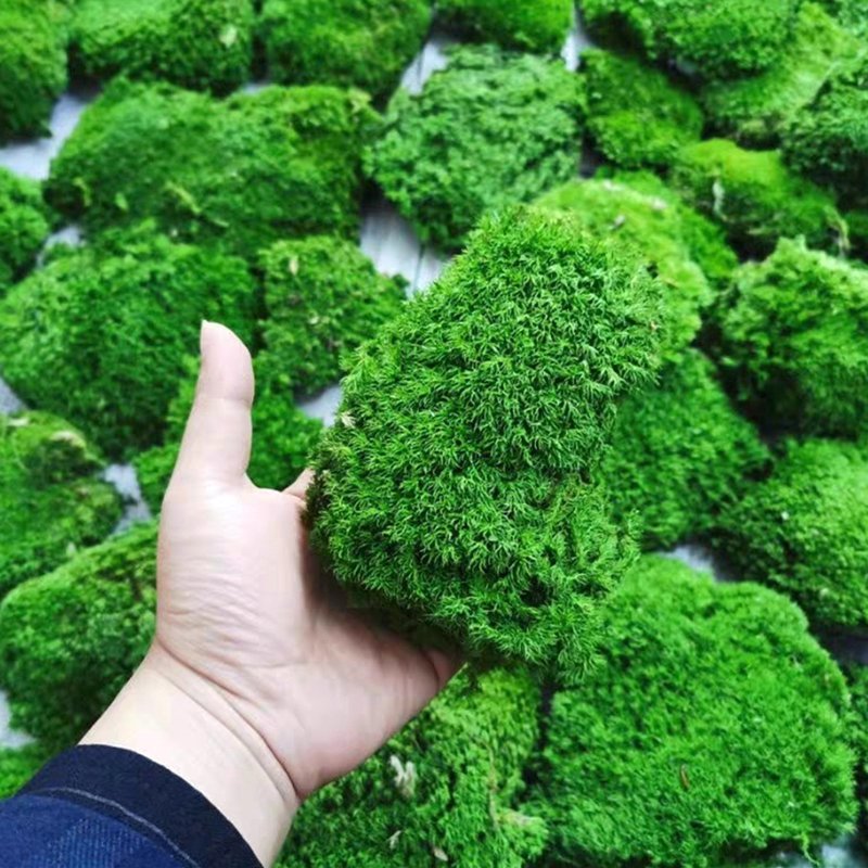 Eco-friendly Pillow Bun Cushion 3D Real Natural Green stabilized preserved pole moss for terrariums gardening art wall decor