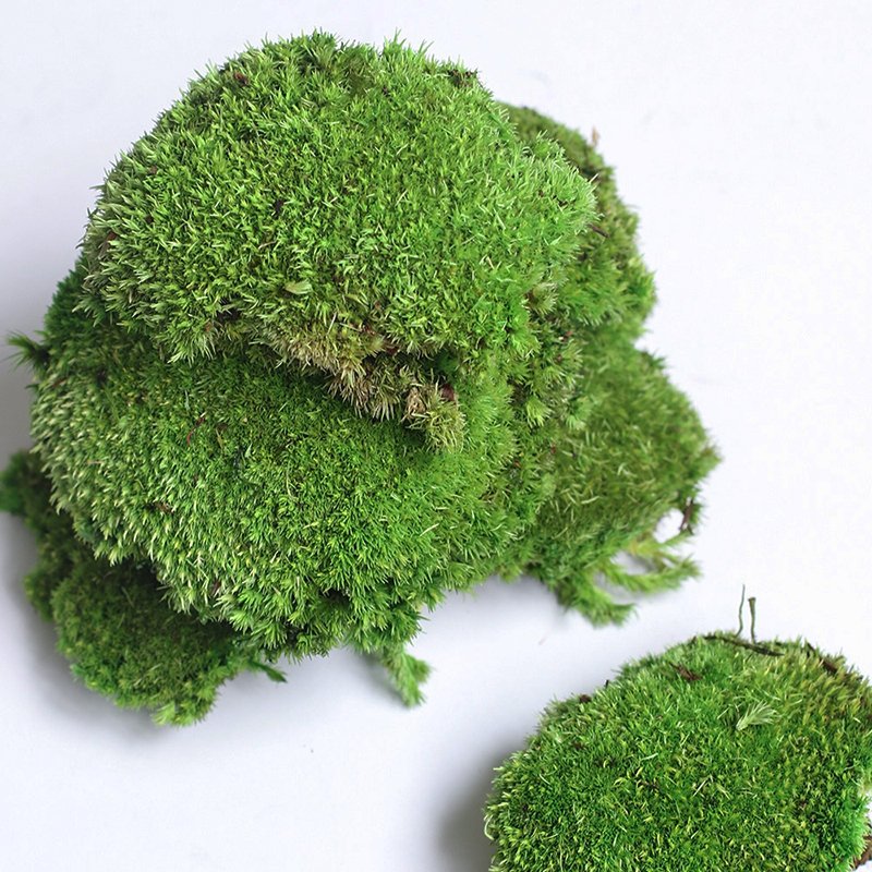 Eco-friendly Pillow Bun Cushion 3D Real Natural Green stabilized preserved pole moss for terrariums gardening art wall decor