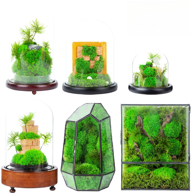 Environment Friendly Preserved Flower Glass Cover Moss Micro-landscape Ecological For For Room Decoration