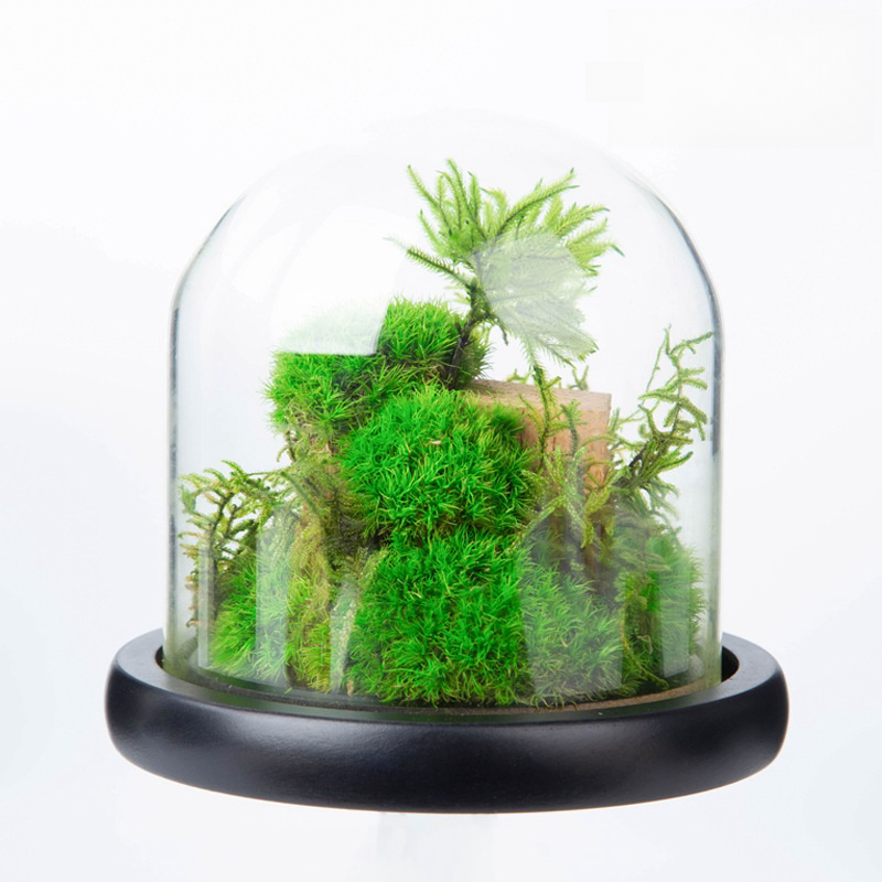 Environment Friendly Preserved Flower Glass Cover Moss Micro-landscape Ecological For For Room Decoration