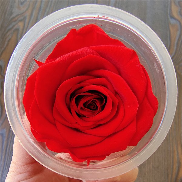 High Quality 5-6cm a Grade Preserved Roses Real Eternal Flowers in Cups for Mother's Day and Valentine's Day Gifts