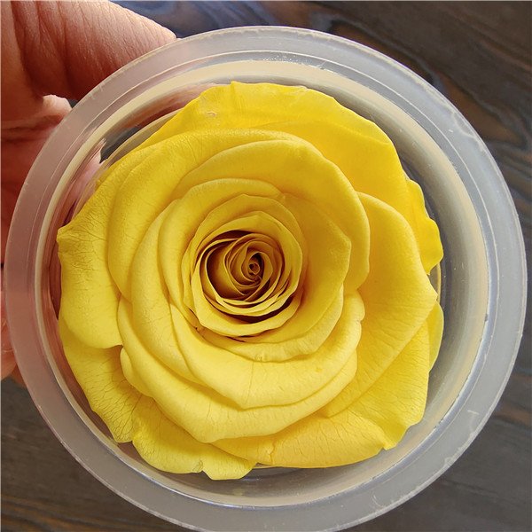 High Quality 5-6cm a Grade Preserved Roses Real Eternal Flowers in Cups for Mother's Day and Valentine's Day Gifts