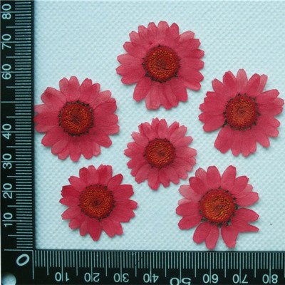 Real Daisy Pressed Dry Flowers for Art Craft DIY Preserved Flower Decorations
