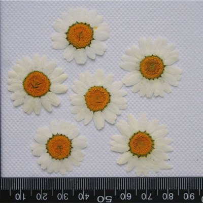 Real Daisy Pressed Dry Flowers for Art Craft DIY Preserved Flower Decorations