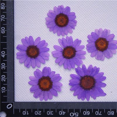 Real Daisy Pressed Dry Flowers for Art Craft DIY Preserved Flower Decorations