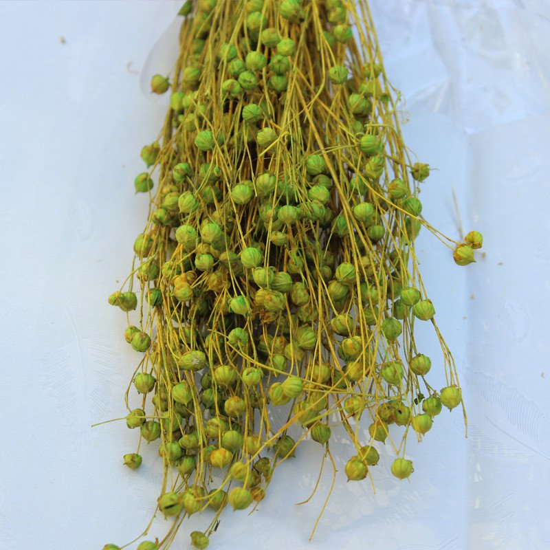 Preserved Flower Wholesale Preserved Foliage Preserved Rich Bean Flower