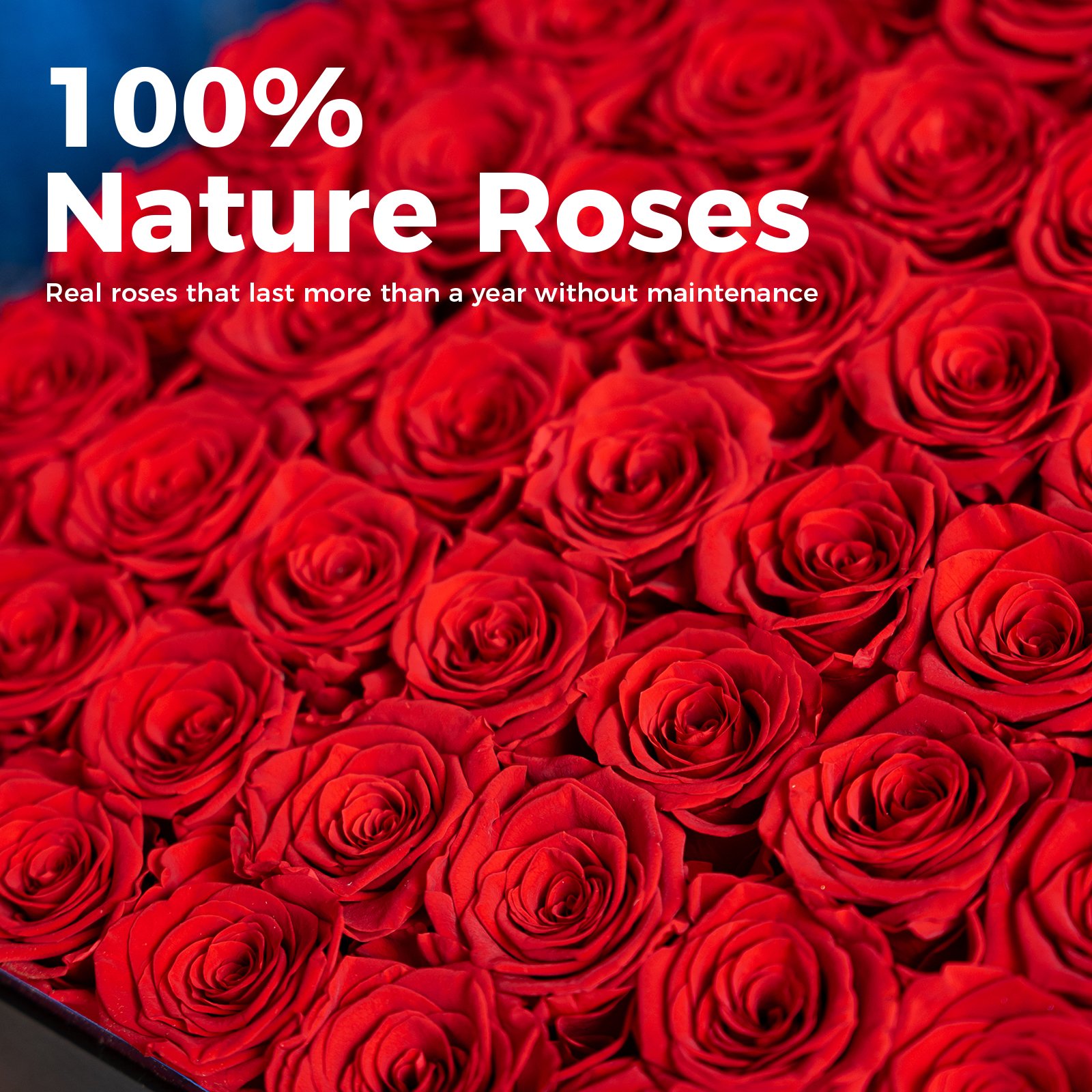 MCfloral New Product Ideas 2024 Floral Supplies Event Decor Valentine Boxes Purple Eternal Rose Preserved Flower Rosa Eterna