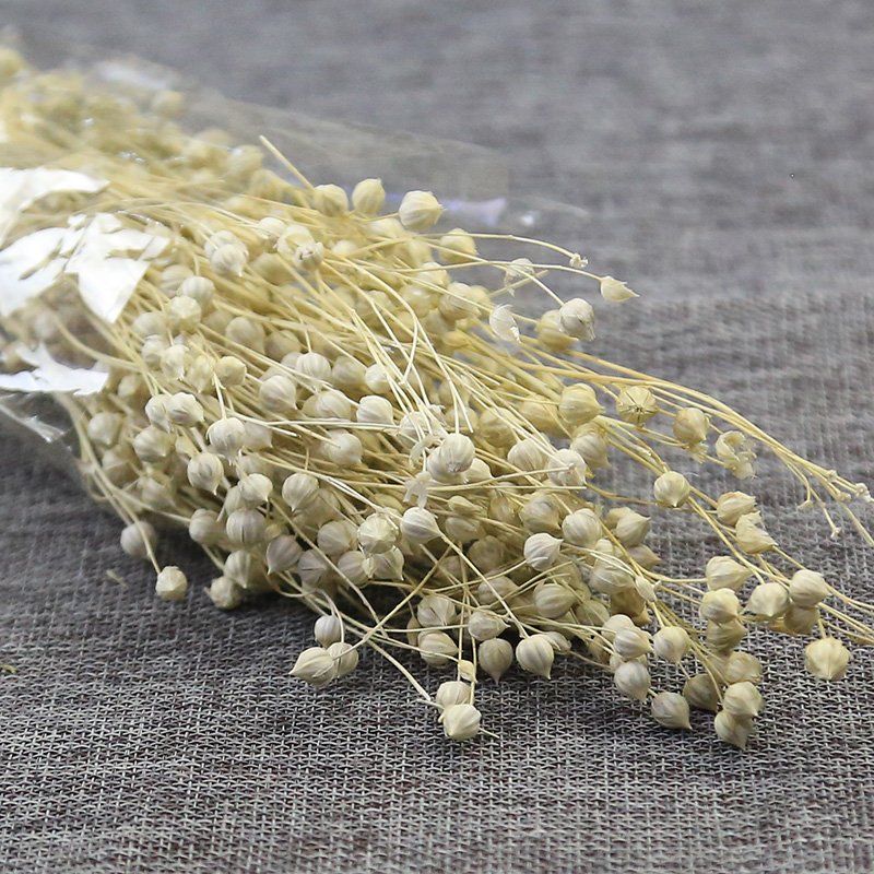 high quality wholesale dried flowers preserved linseed jequirity for home decoration & DIY bouquet