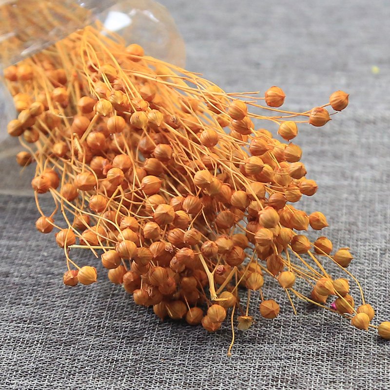high quality wholesale dried flowers preserved linseed jequirity for home decoration & DIY bouquet