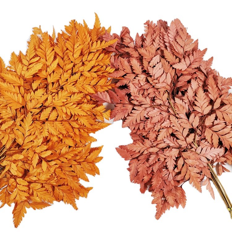 SumFlora Factory Wholesale Multi-colored Beautiful Natural Real Touch import natural flower preserved flower arachniodes