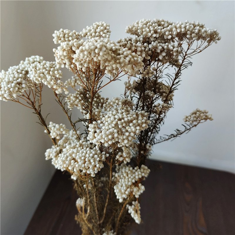 Preserved Sakura Rice Flower Beautiful Branches Style for Fresh Household Arrangements and Bouquet Making Packaged in Bags