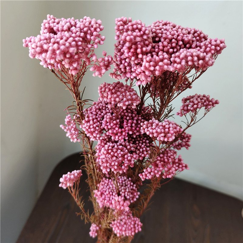 Preserved Sakura Rice Flower Beautiful Branches Style for Fresh Household Arrangements and Bouquet Making Packaged in Bags