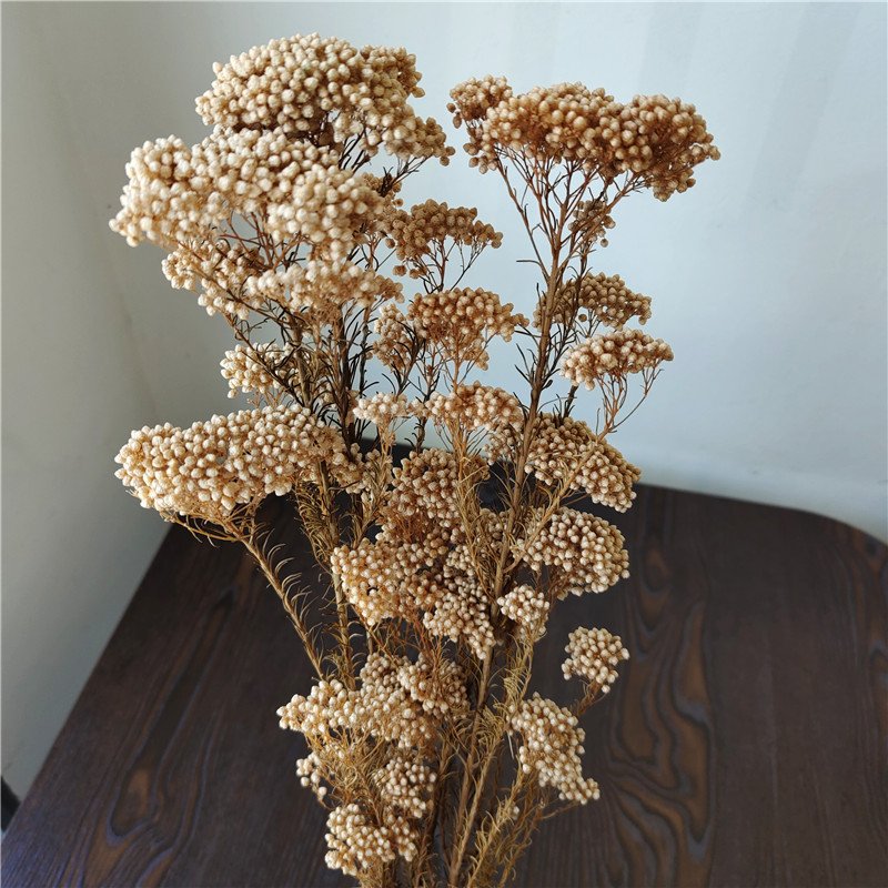 Preserved Sakura Rice Flower Beautiful Branches Style for Fresh Household Arrangements and Bouquet Making Packaged in Bags