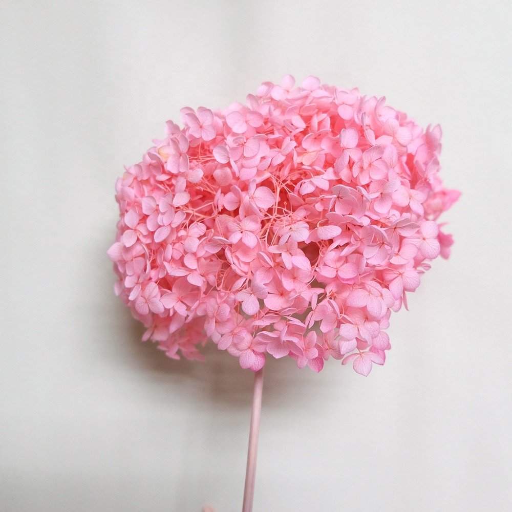 hydrangea preserved flower in fresh cut flower