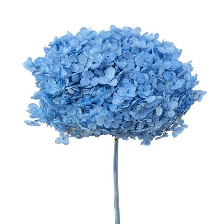 Cone Dried Big Leaf Hydrangea Flowers Preserved Real Touch Hydrangeas For Home Wedding Decoration