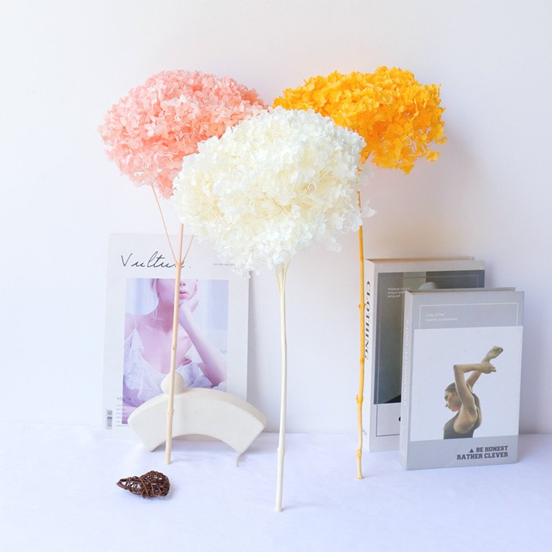 Cone Dried Big Leaf Hydrangea Flowers Preserved Real Touch Hydrangeas For Home Wedding Decoration