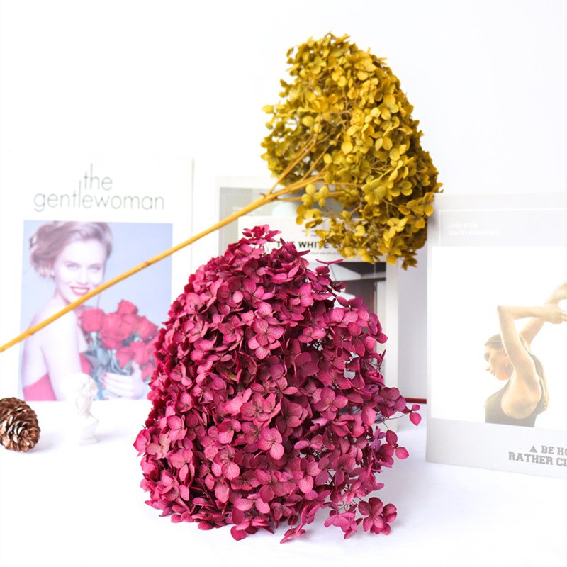 Cone Dried Big Leaf Hydrangea Flowers Preserved Real Touch Hydrangeas For Home Wedding Decoration