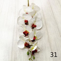 31